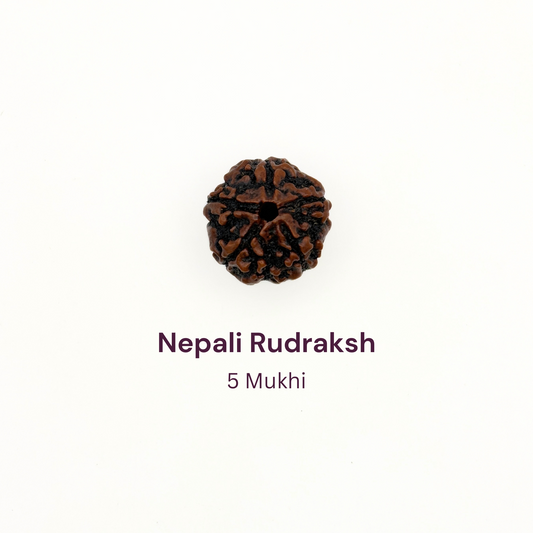 5 Mukhi Rudraksh Bead Natural Nepal Origin - Mahakumbh Special