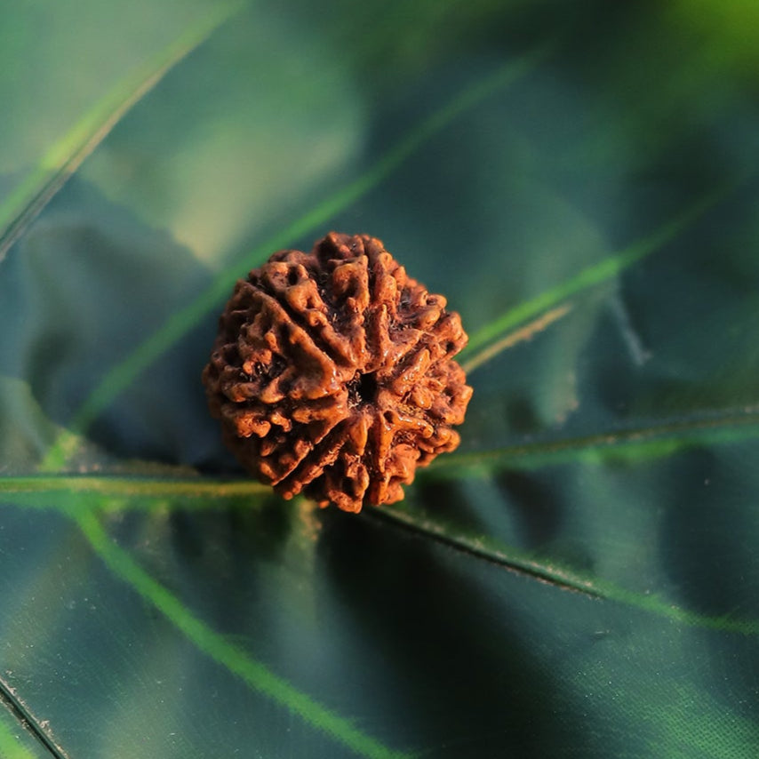 Maha Kumbha Mela Rudraksha Cosmic Event