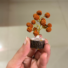 Small Rudraksha Tree