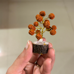 Set of 2 Small Rudraksha Tree