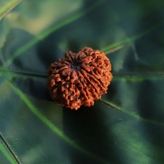 4 Mukhi Rudraksh Bead Natural Nepali