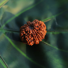 4 Mukhi Rudraksh Bead Natural Nepali