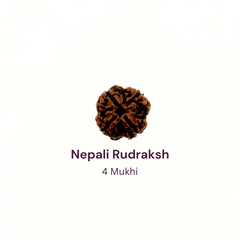 4 Mukhi Rudraksh Bead Natural Nepali