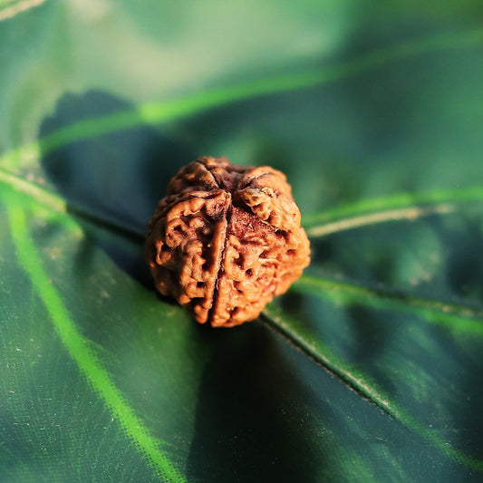5 Mukhi Rudraksh Bead Natural Nepal Origin - Mahakumbh Special
