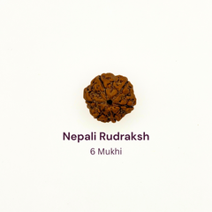6 Mukhi Rudraksh Bead Natural Nepali