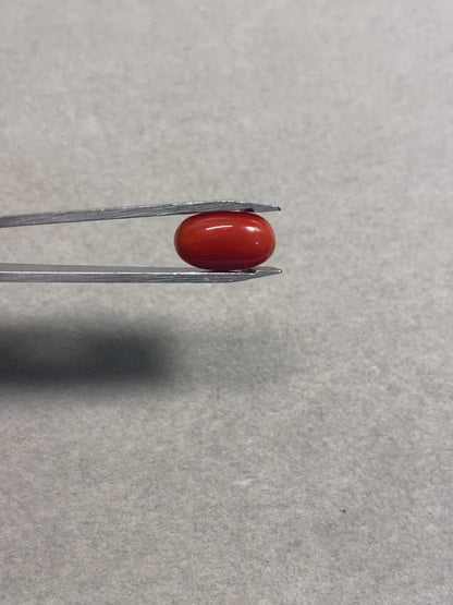 5.11 Carat Natural Red Coral Moonga Oval Shape