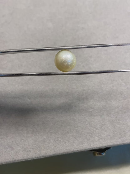 7.83 Carat Natural South Sea Pearl - Sachcha Moti - Lab Certified