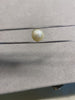 7.83 Carat Natural South Sea Pearl - Sachcha Moti - Lab Certified
